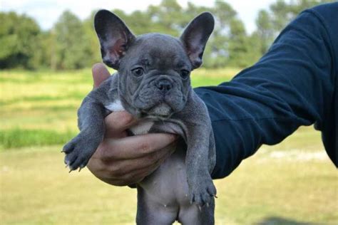 Bulldog francês adoção portugal  Fundado em 2014, por um grupo de criadores e entusiastas dedicados à preservação, promoção e bem-estar da raça